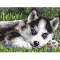Картина по номерам с акриловыми красками «Голубоглазый пушистик», 30х40 см, на картоне КК_44043
